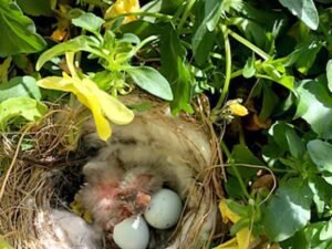 Why Does My Dog Still Nest: Postpartum Behaviors Explained