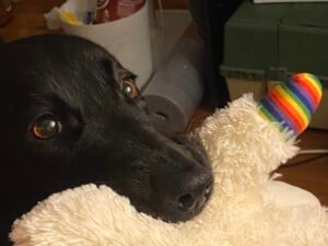 Why Does My Dog Take a Toy Outside to Pee? Unveiling Canine Habits Tricks 2024