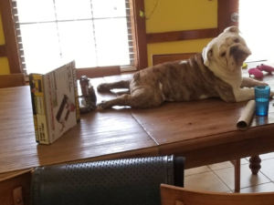 Why Does My Dog Talk Back to Me?: Unveiling Canine Sass