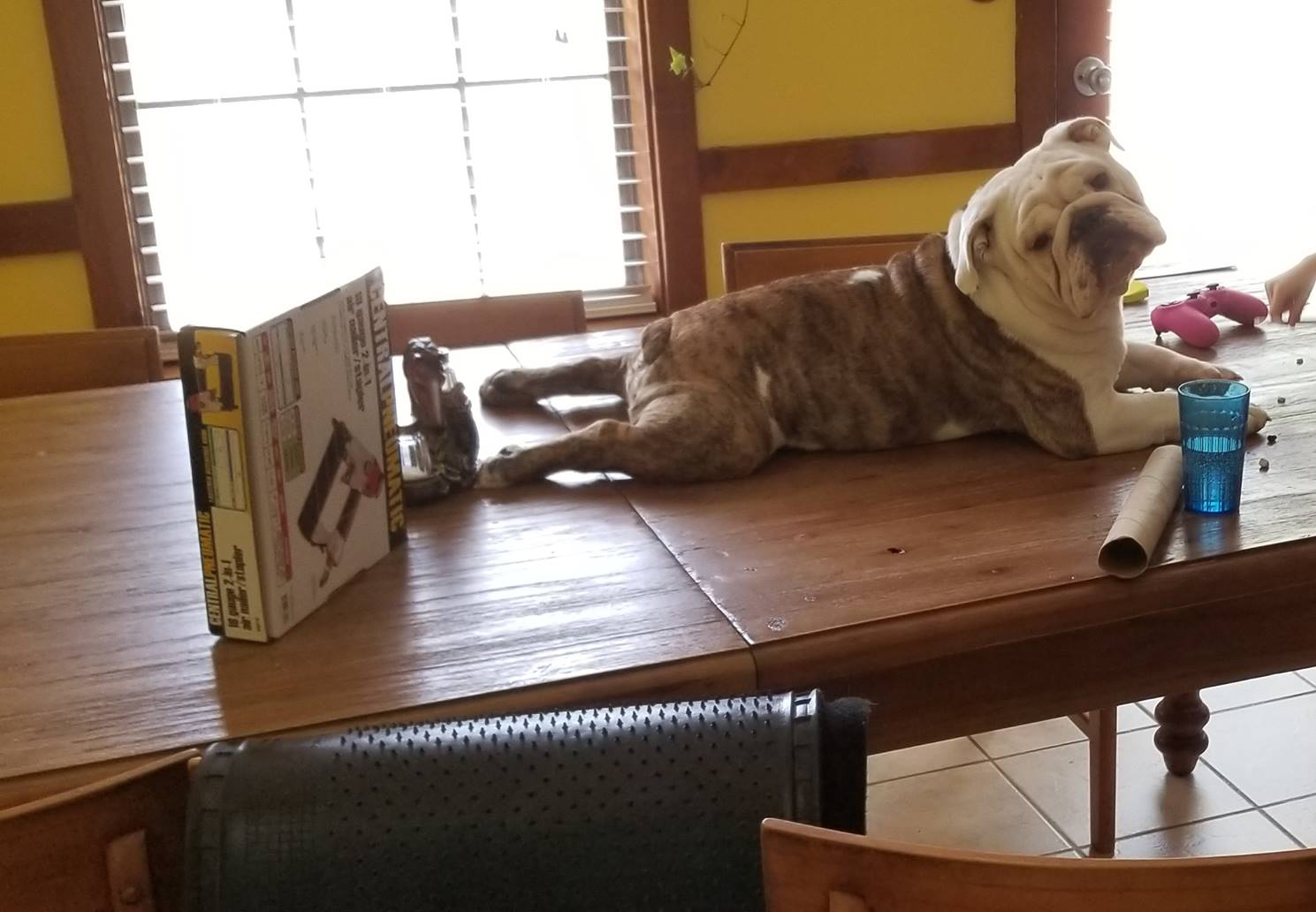 You are currently viewing Why Does My Dog Talk Back to Me?: Unveiling Canine Sass