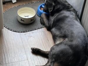 Why is It Bad for Dogs to Eat Lying Down? Risks Unveiled!