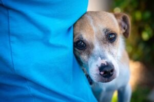 Read more about the article Why is My Dog Falling Over? Uncover the Causes