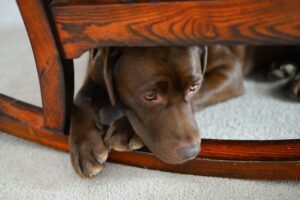 Read more about the article Why is My Dog Panting at Night? Uncover the Causes 2024