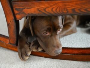 Why is My Dog Panting at Night? Uncover the Causes 2024