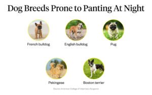 Read more about the article Why is My Dog Panting at Night? Uncover the Reasons