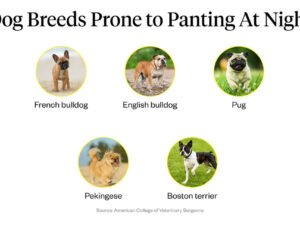Why is My Dog Panting at Night? Uncover the Reasons