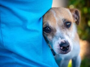Why is My Dog Stumbling? Uncover the Hidden Causes!