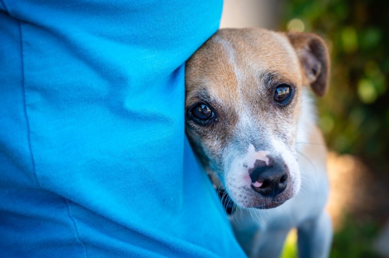 You are currently viewing Why is My Dog Stumbling? Uncover the Hidden Causes!