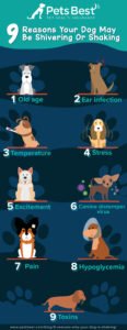 Read more about the article Why is My Dog Throwing Up And Shaking? Urgent Causes & Care