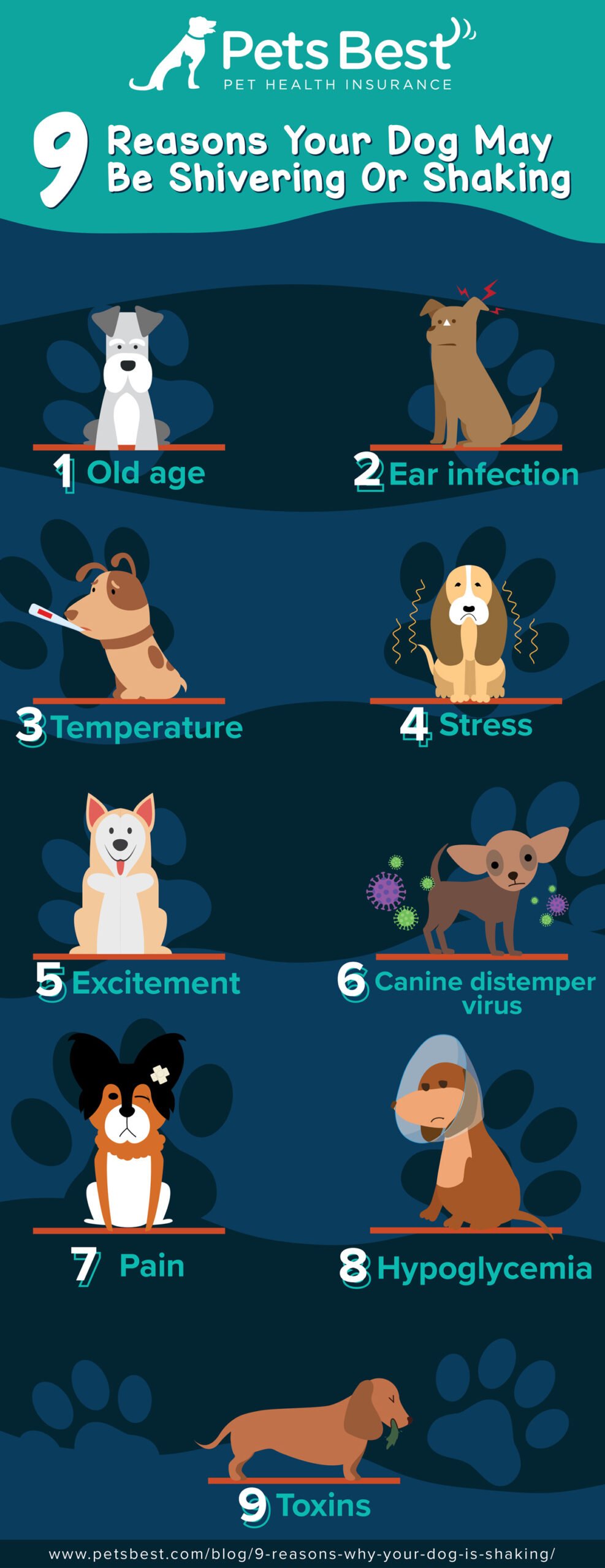 You are currently viewing Why is My Dog Throwing Up And Shaking? Urgent Causes & Care
