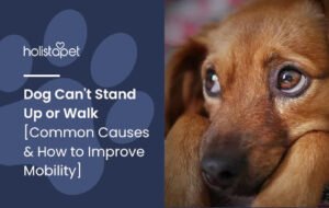 Read more about the article Why My Dog Can’t Stand Up: Causes & Solutions