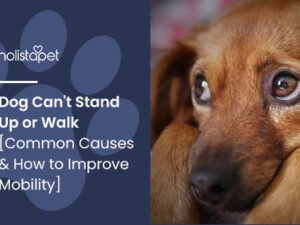 Why My Dog Can’t Stand Up: Causes & Solutions